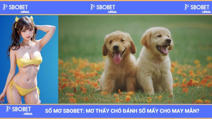 Sổ mơ SBOBET: Mơ thấy chó đánh số mấy cho may mắn?
